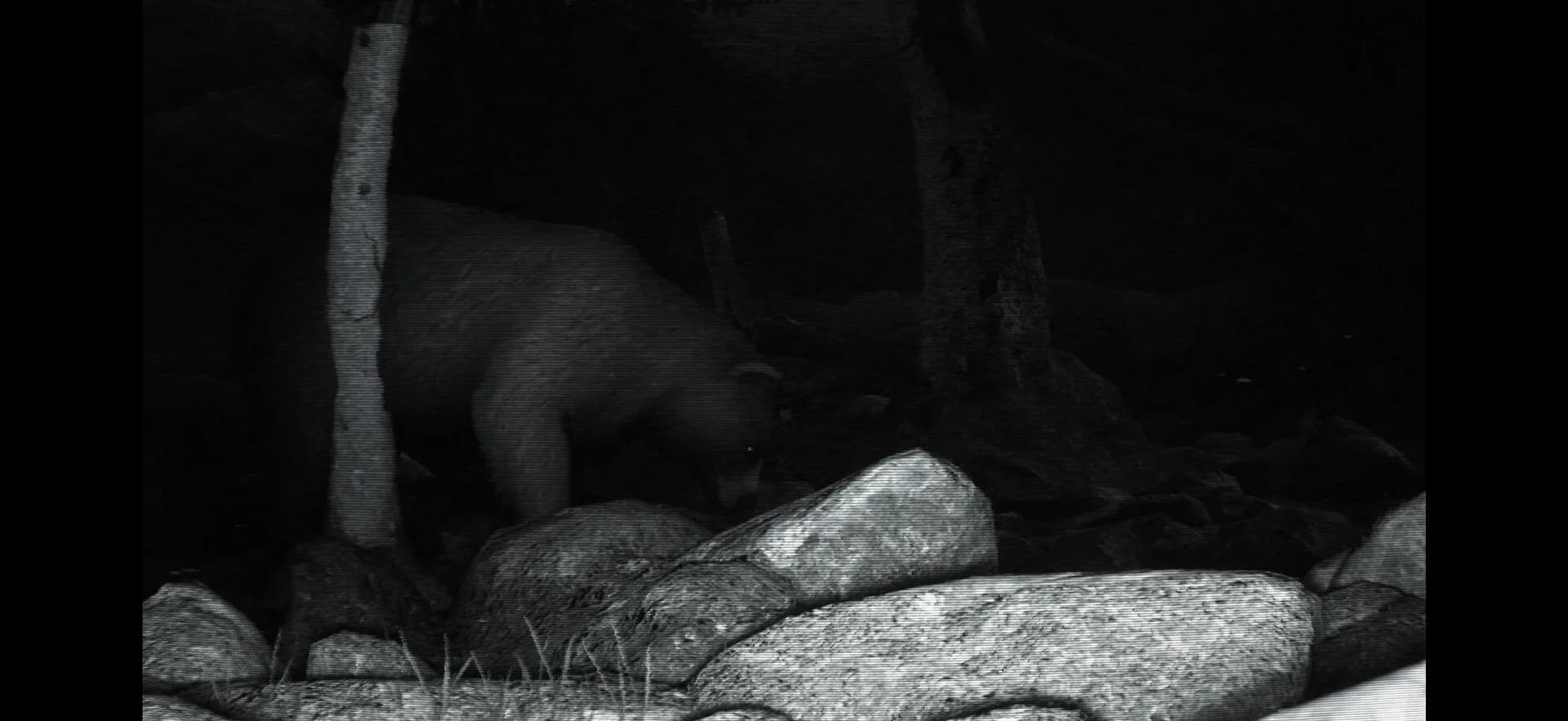 TRAILCAM görsel 4