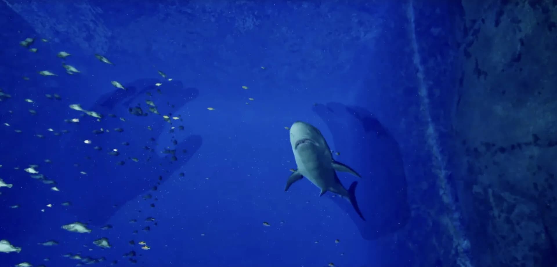 ８月３２日の水族館VR görsel 2