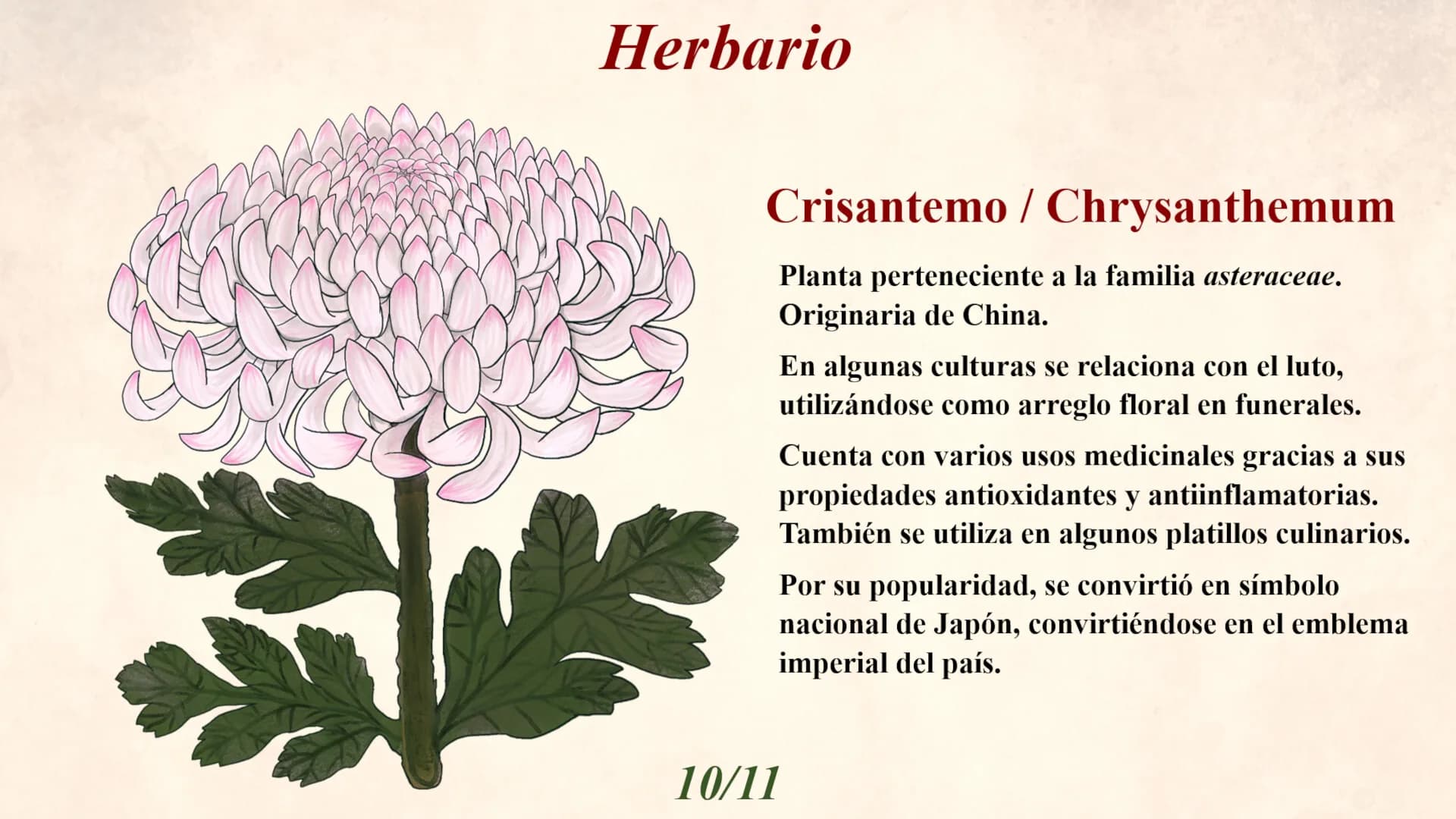 Blumenia - Historias de un Mundo de Plantas görsel 7