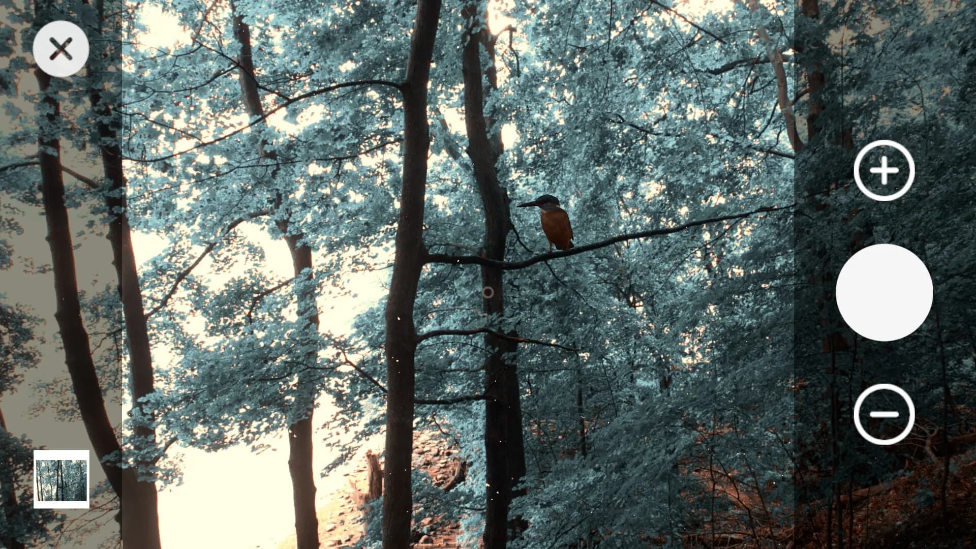 Wanderness görsel 4