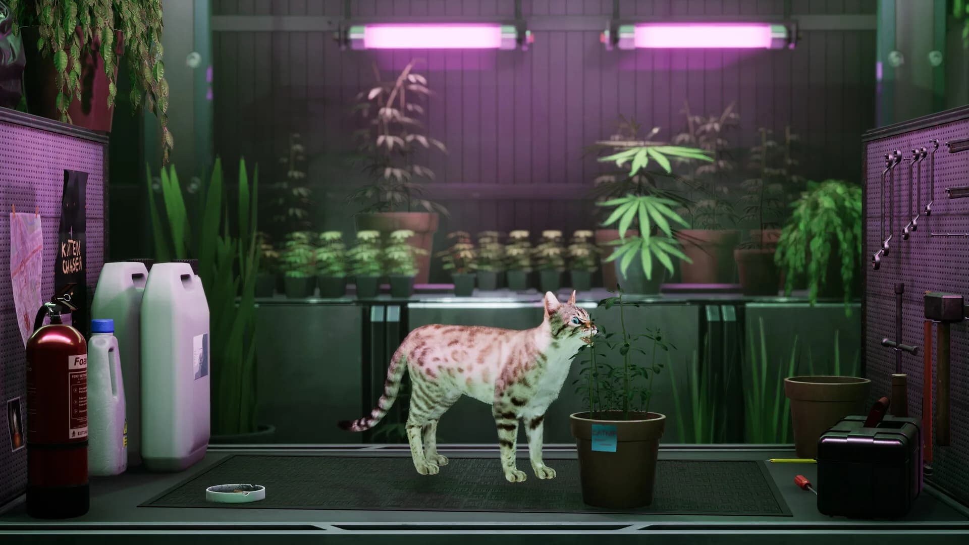 Catfall görsel 2