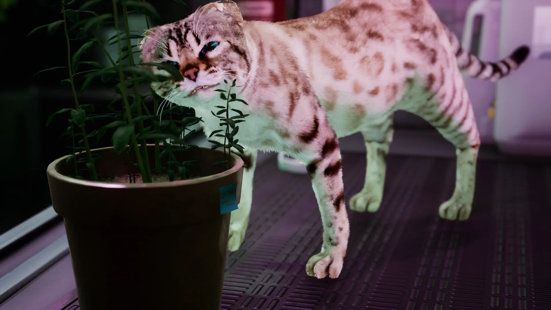 Catfall görsel 12