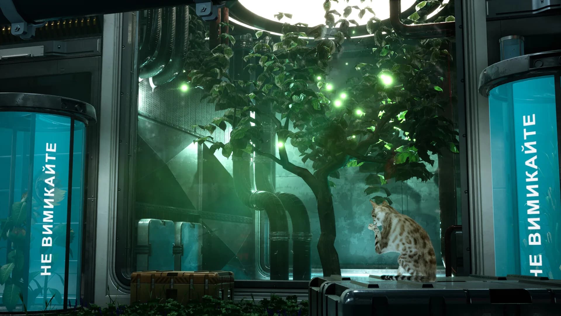 Catfall görsel 4