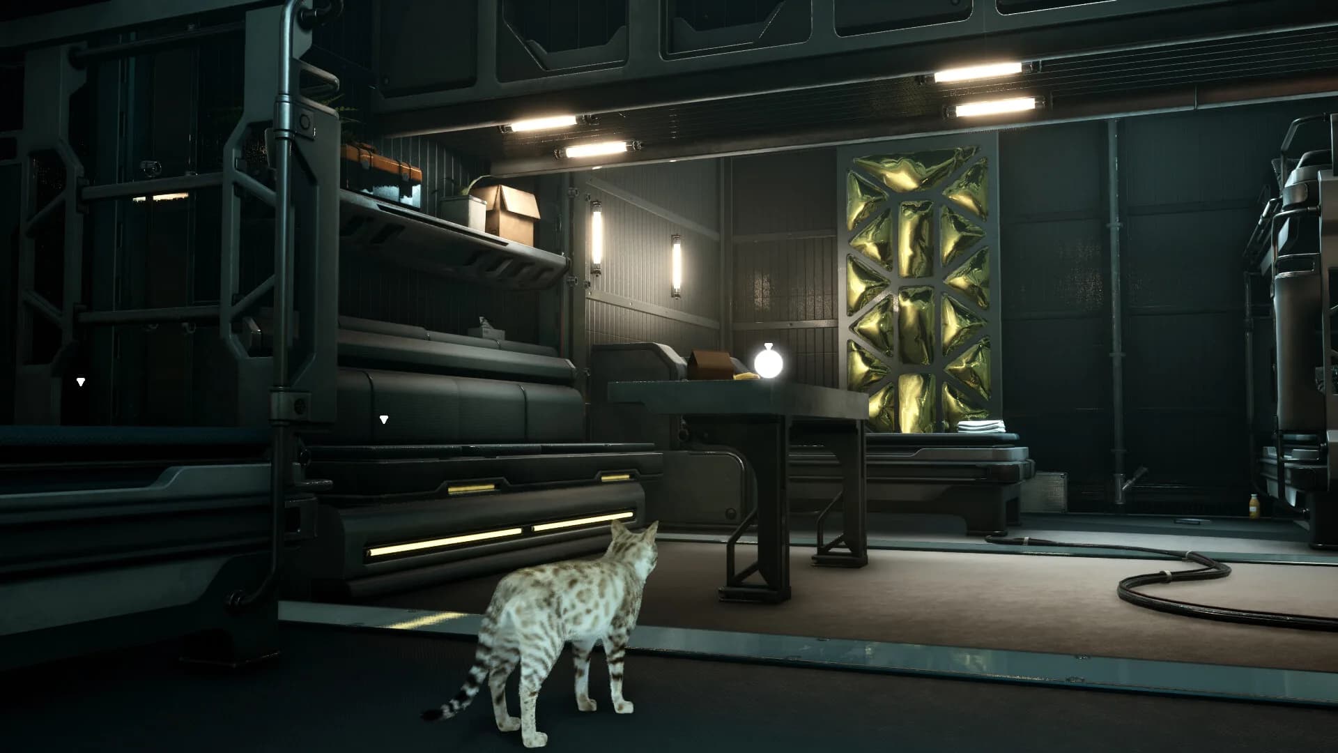 Catfall görsel 5