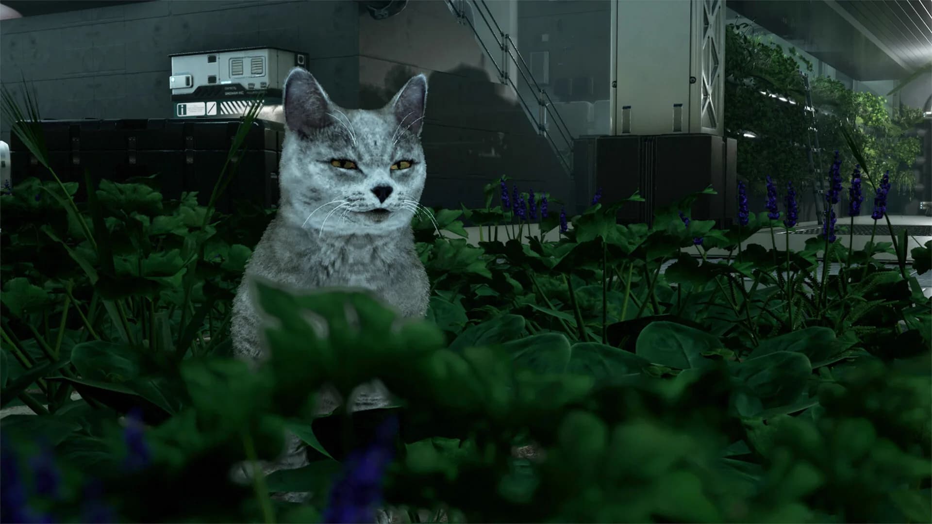 Catfall görsel 6