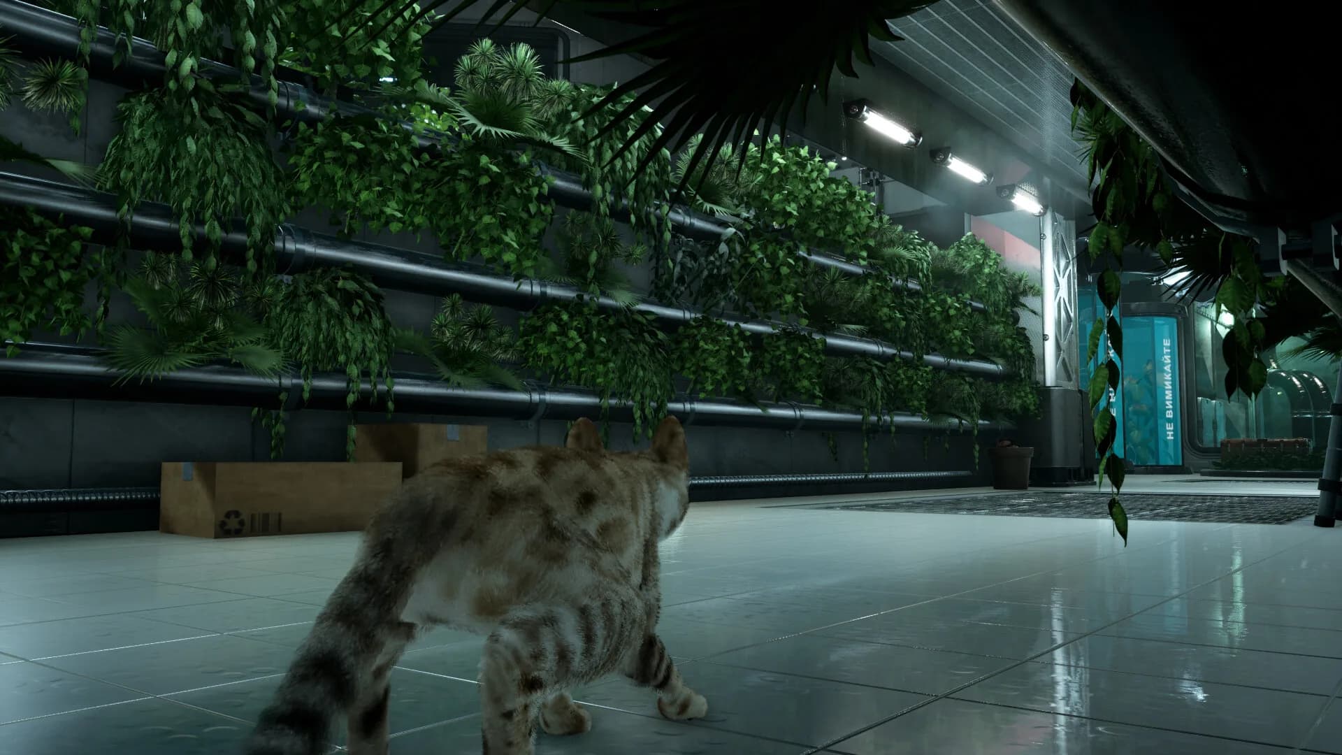 Catfall görsel 8