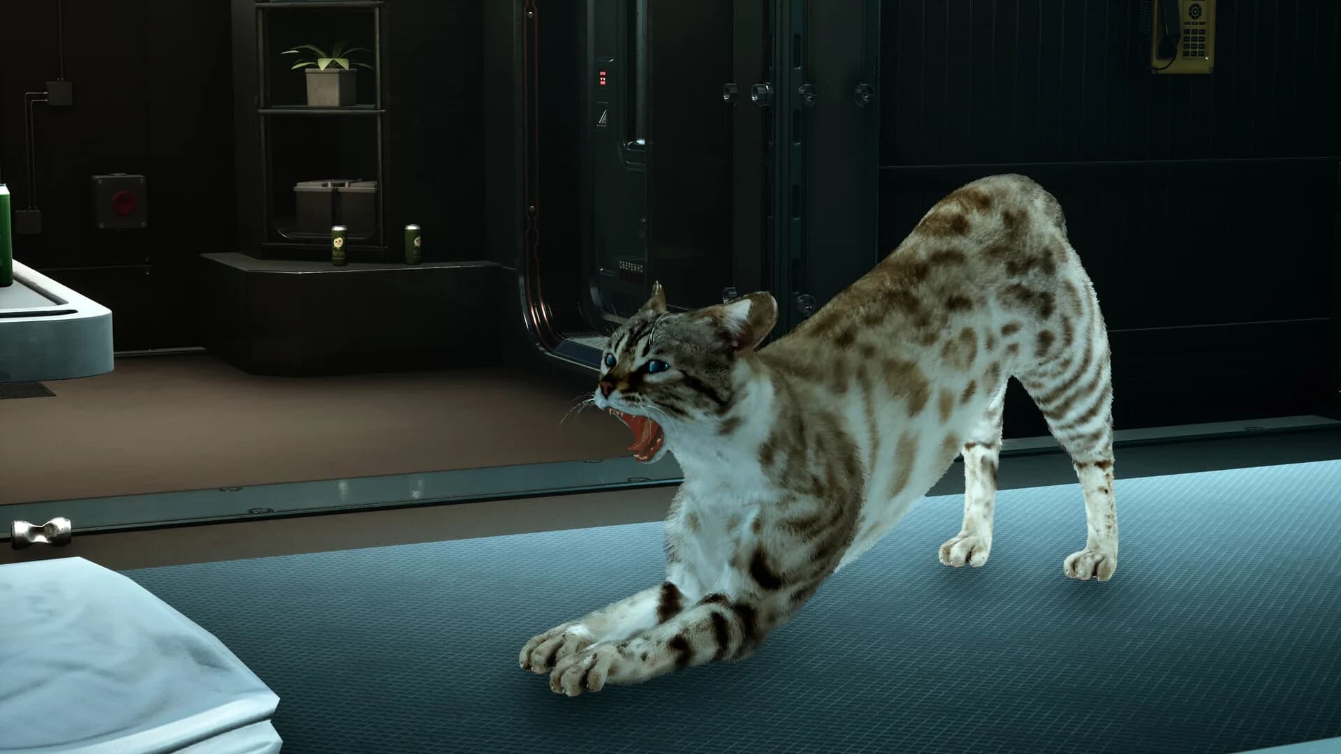 Catfall görsel 9