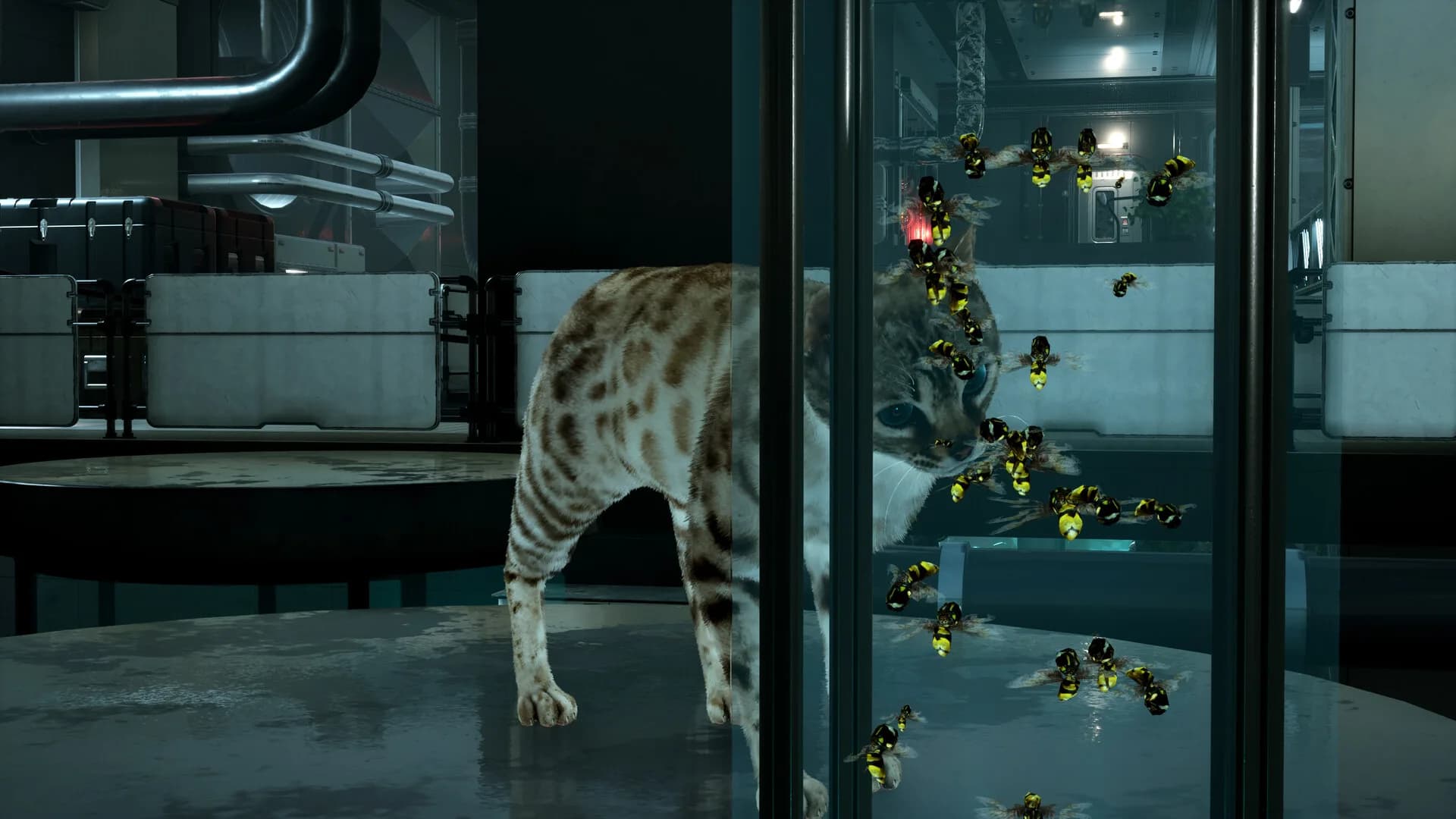 Catfall görsel 10