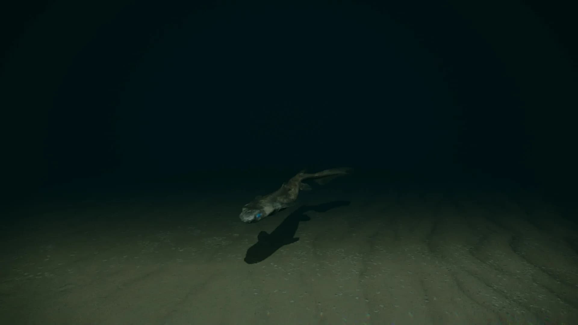 Dark of the Depths görsel 5