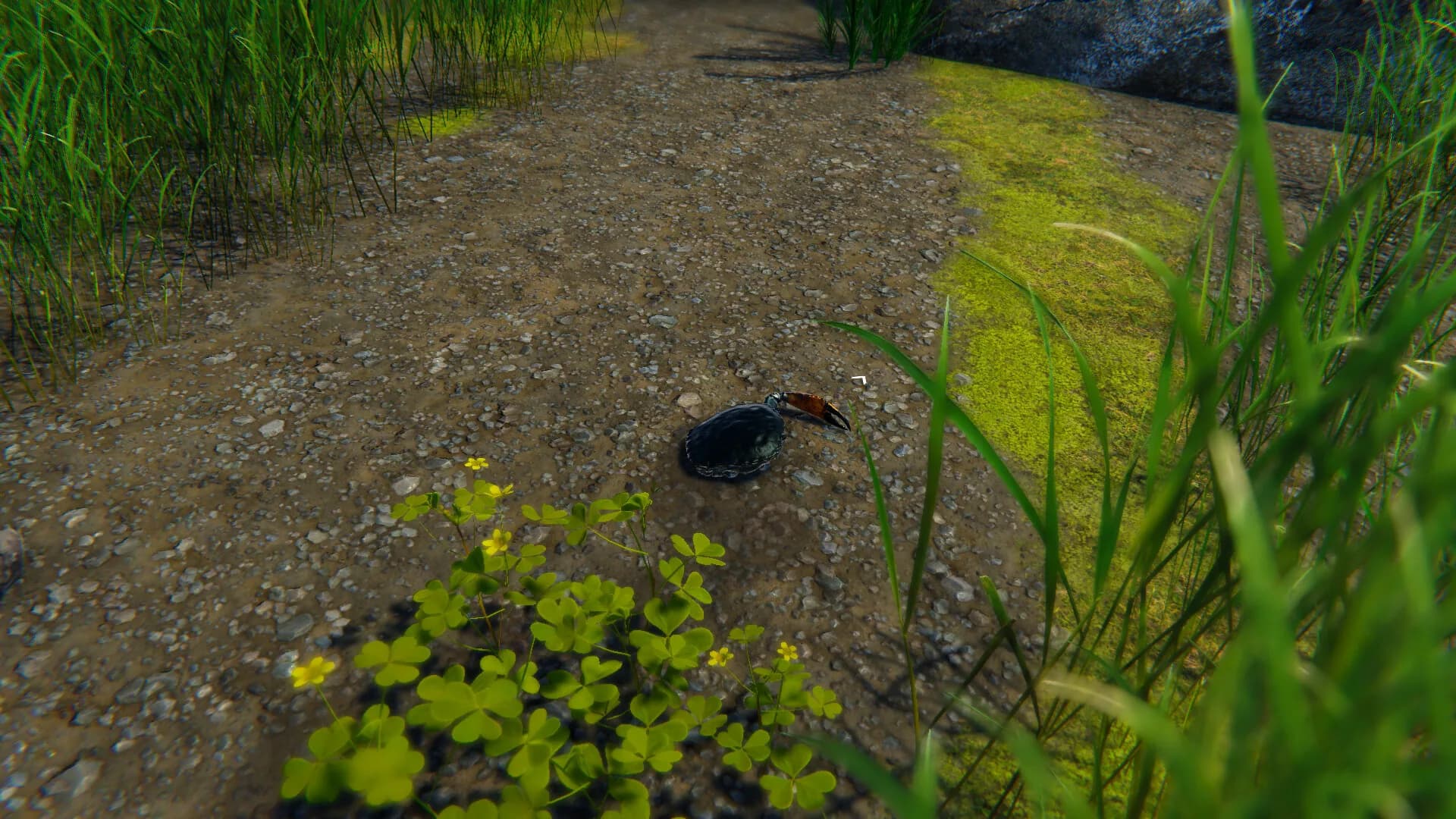 Strong Crab görsel 7