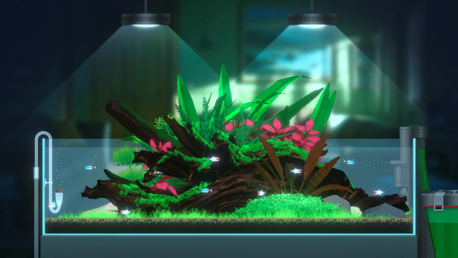 Joyquarium görsel 13