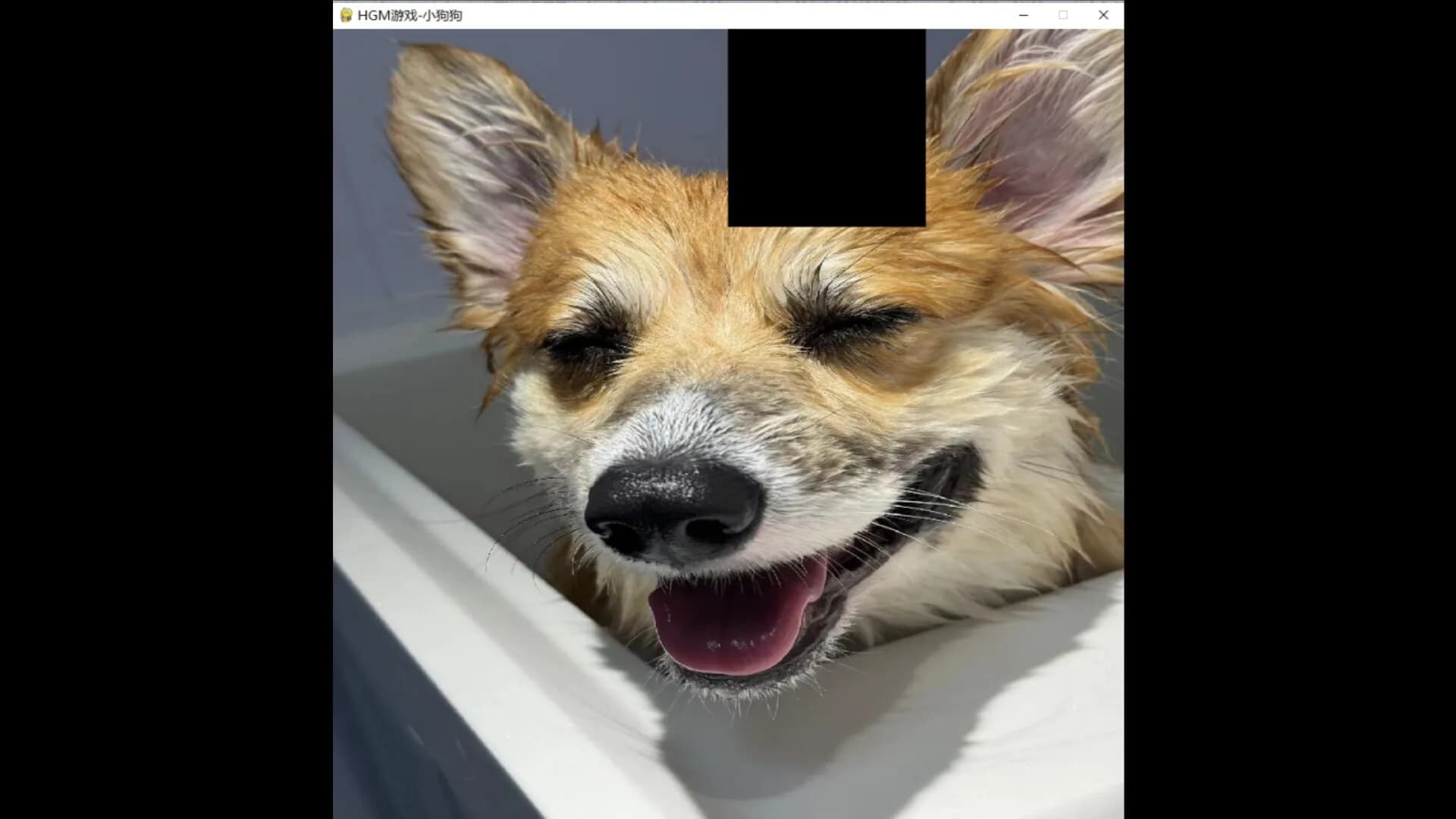 hgmGame-dog görsel 6