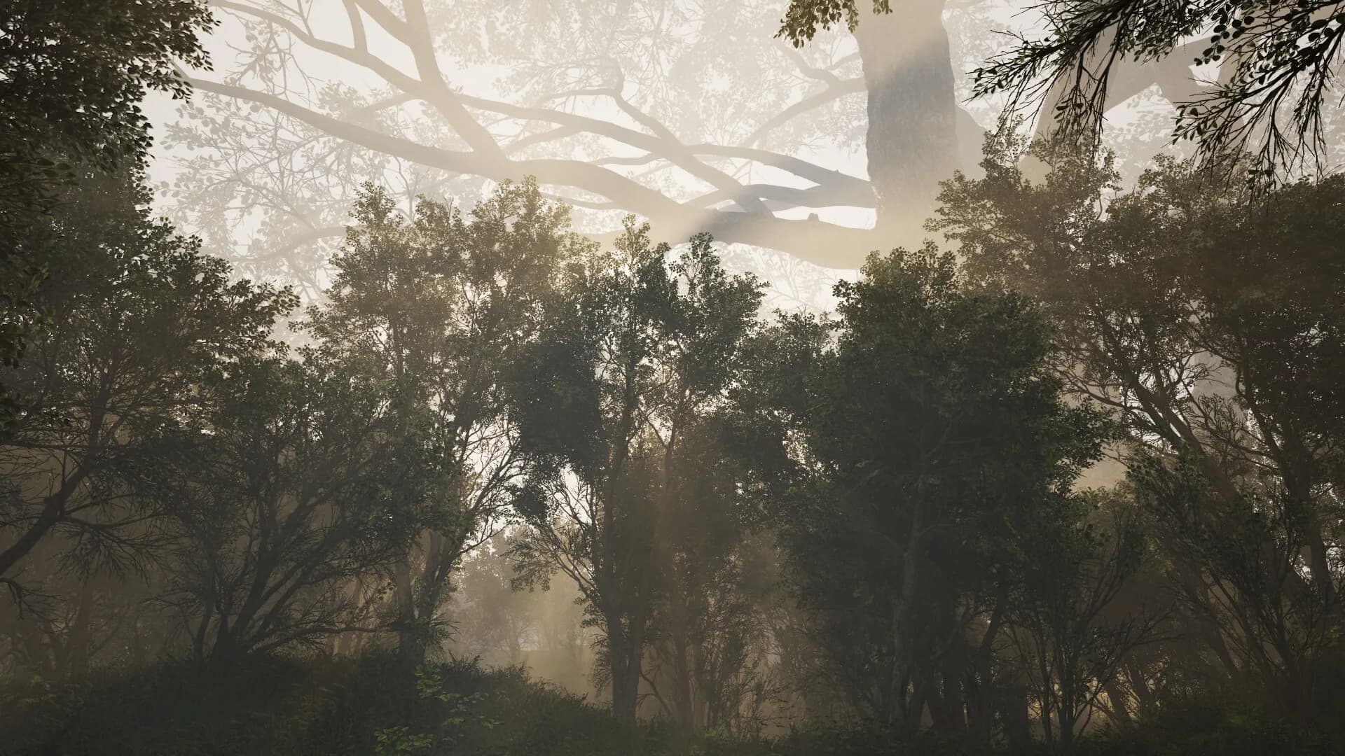 Calming Forest görsel 9