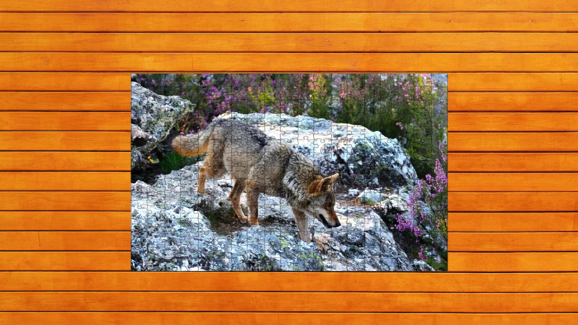 Bear vs. Wolf Jigsaw Puzzle görsel 7