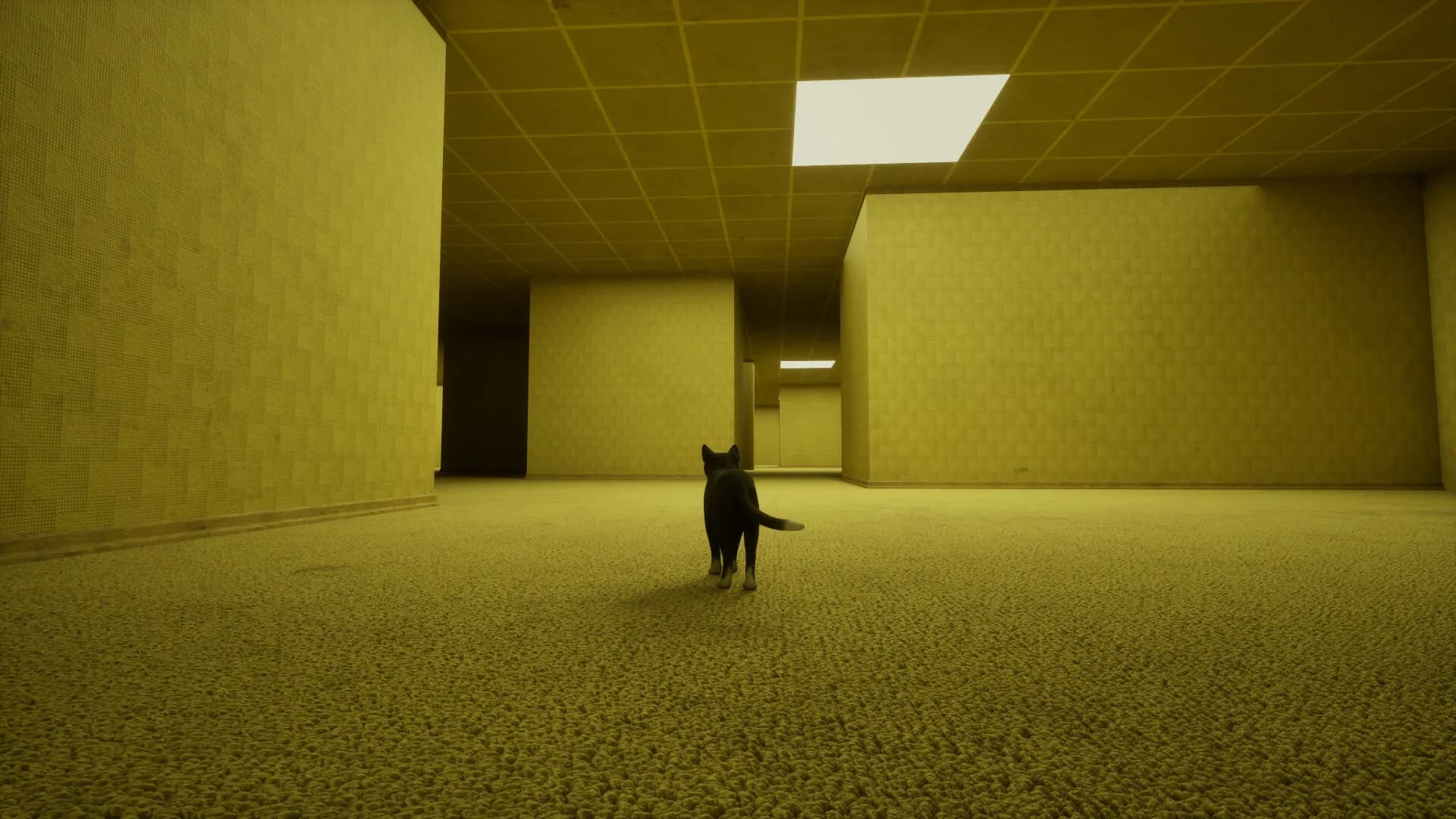 LIMINAL CAT görsel 6
