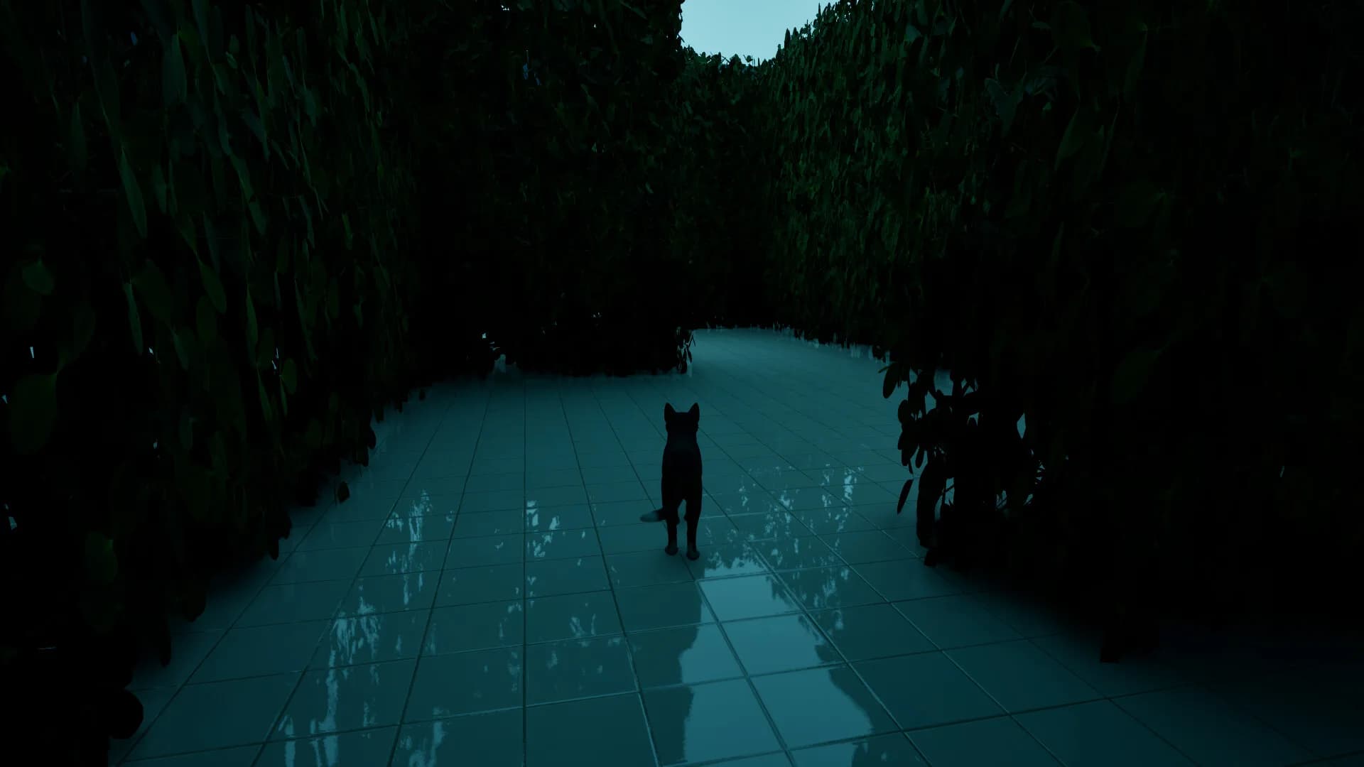 LIMINAL CAT görsel 7