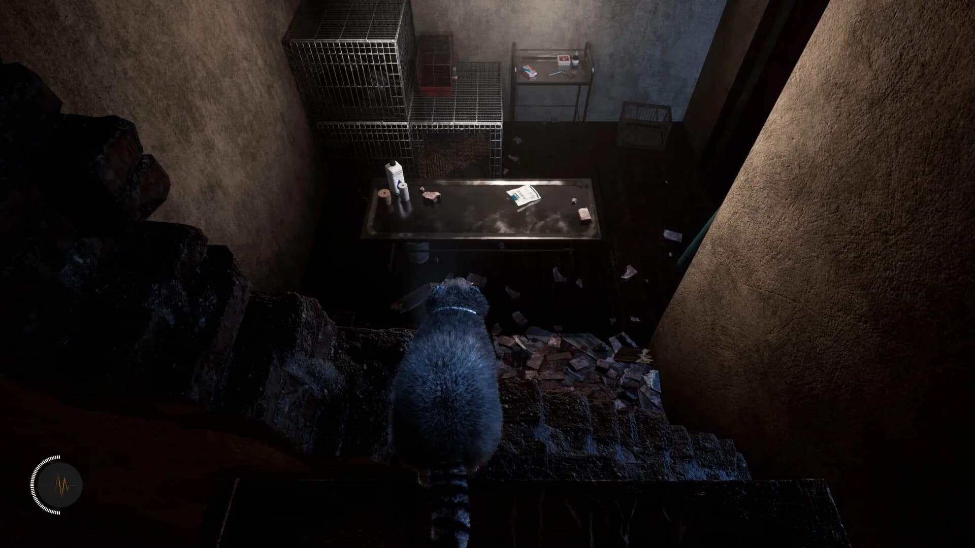 The Last Raccoon görsel 7