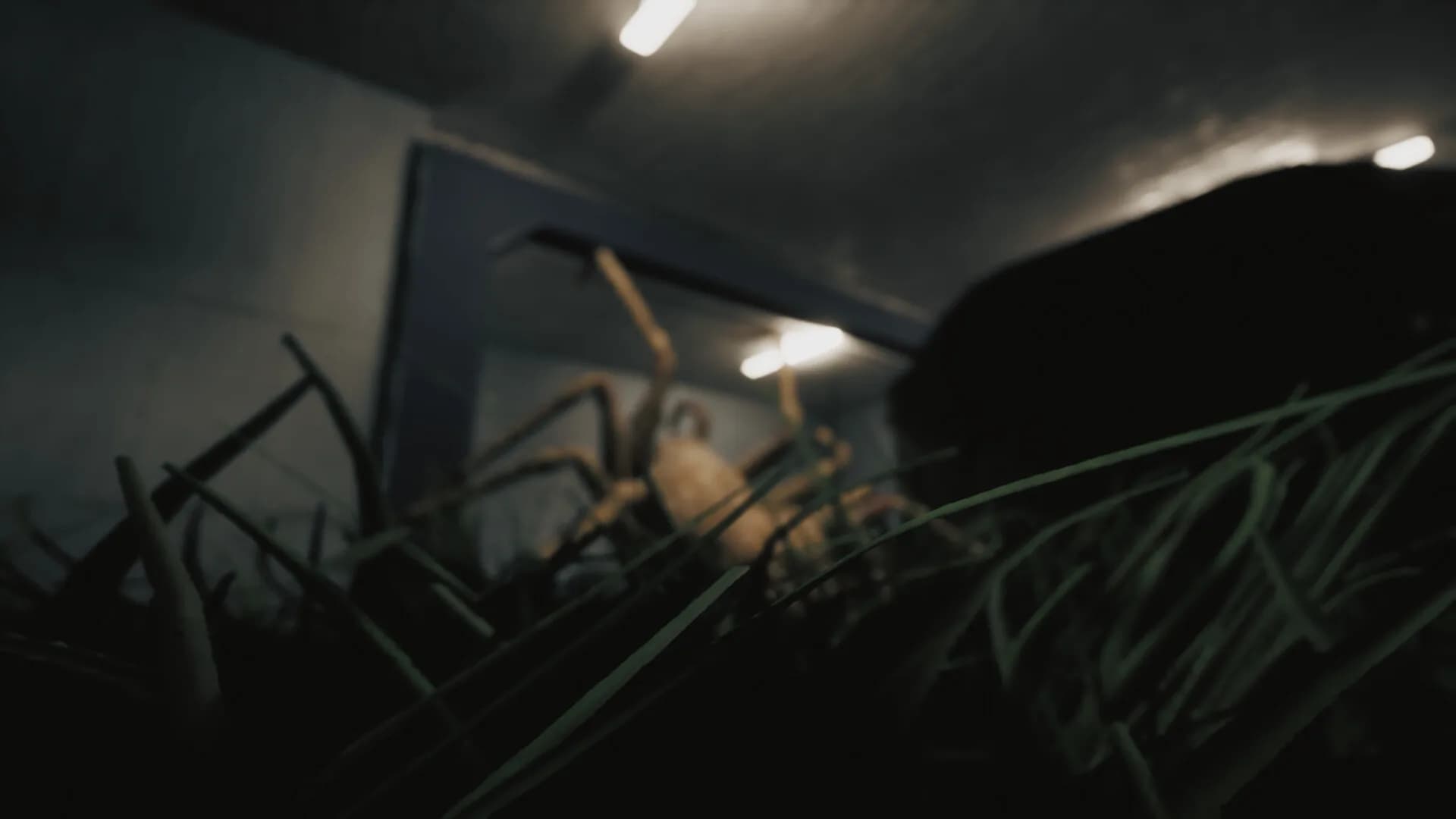 Huntsman görsel 10