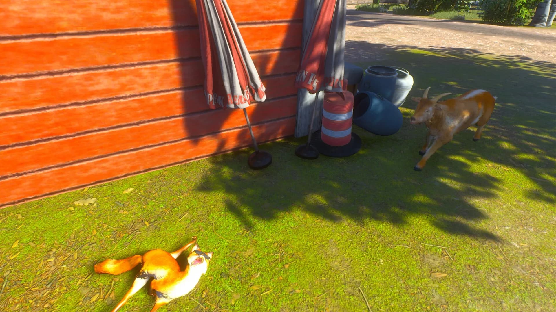 Chill Fox görsel 7