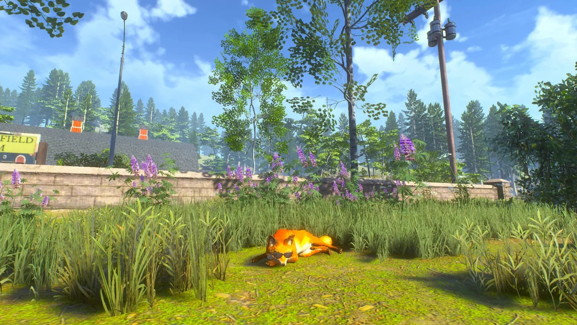 Chill Fox görsel 8