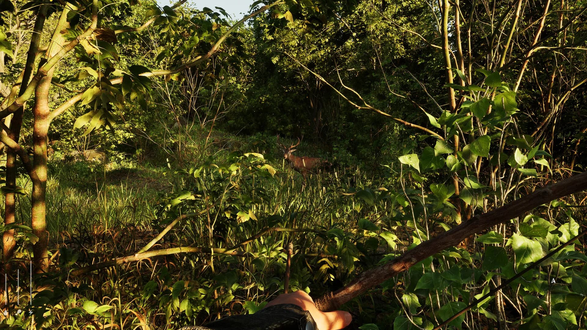 Forest Doesn’t Care görsel 7