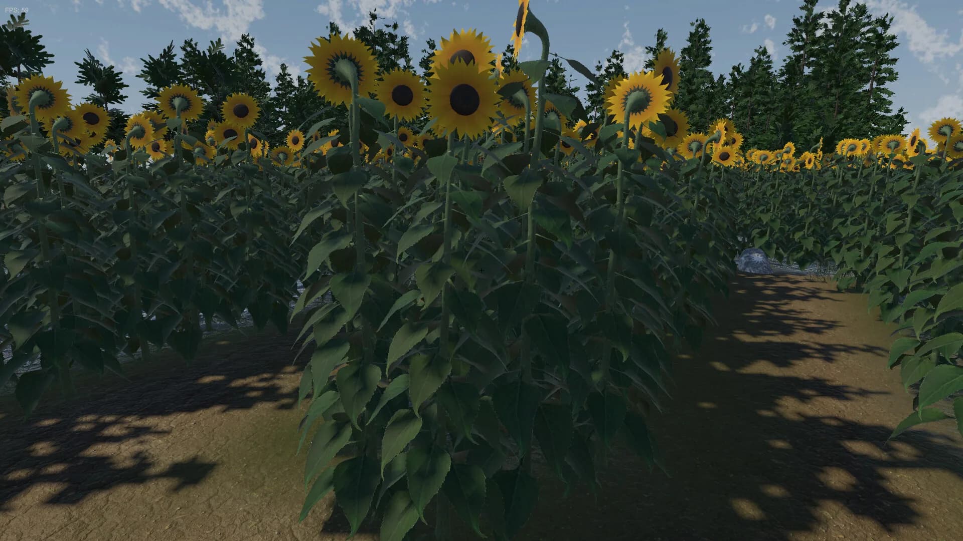 The Path of the Sunflower görsel 5