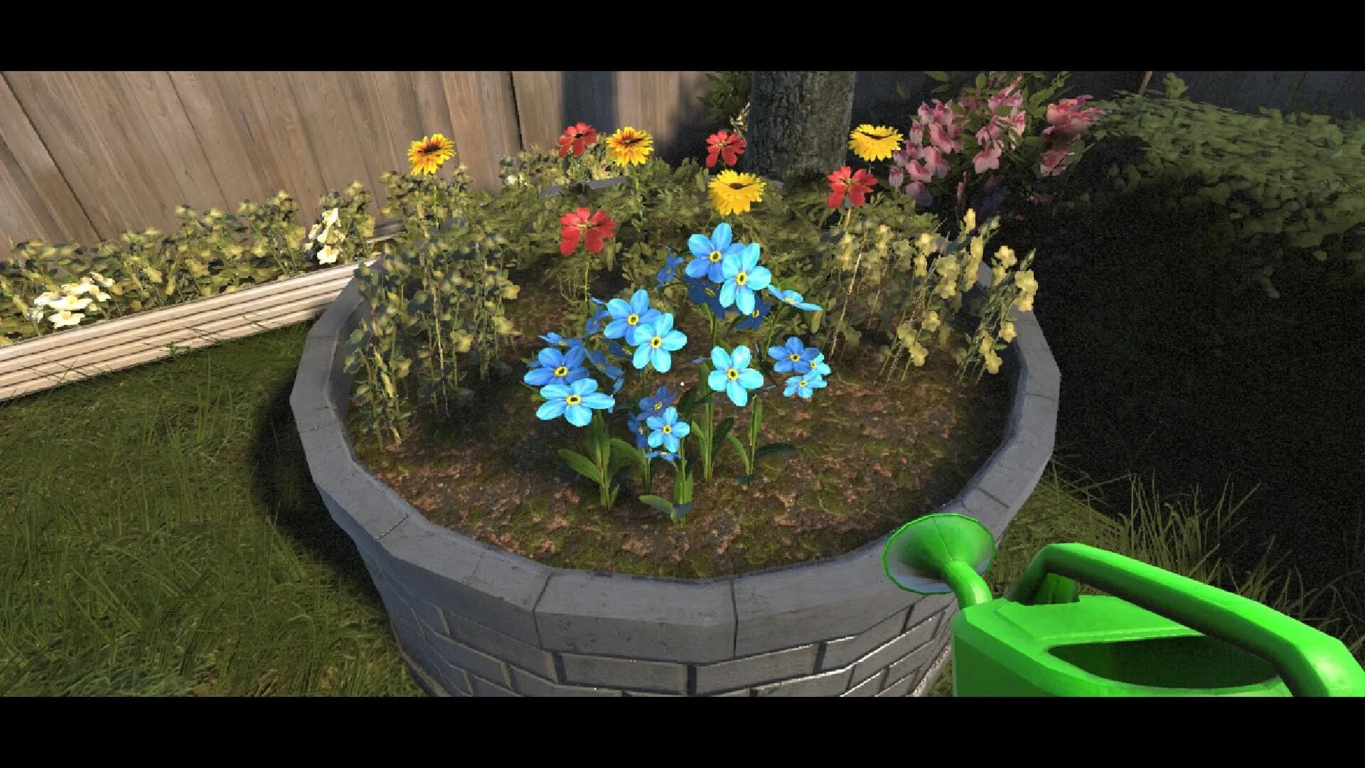 Myosotis görsel 6