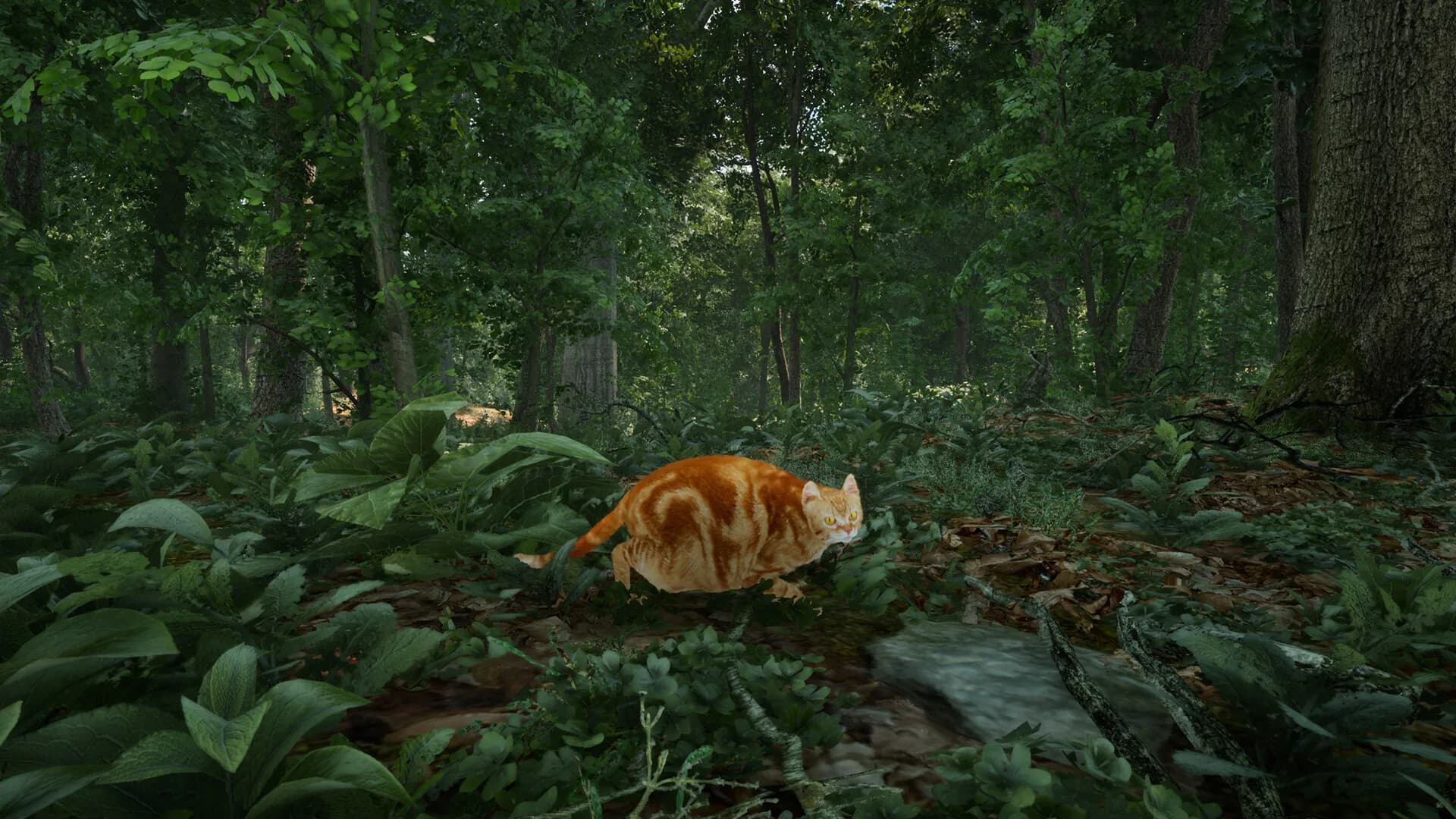 Chonky Cat görsel 4
