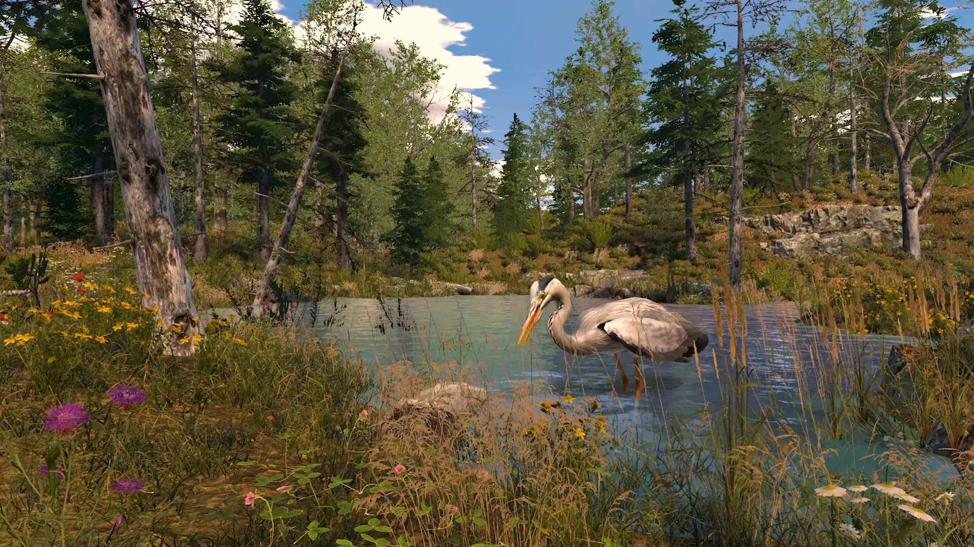 Capture The Wild görsel 7