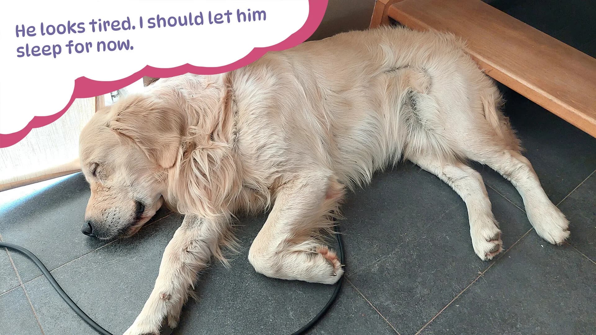 Golden Retriever Simple Life görsel 4