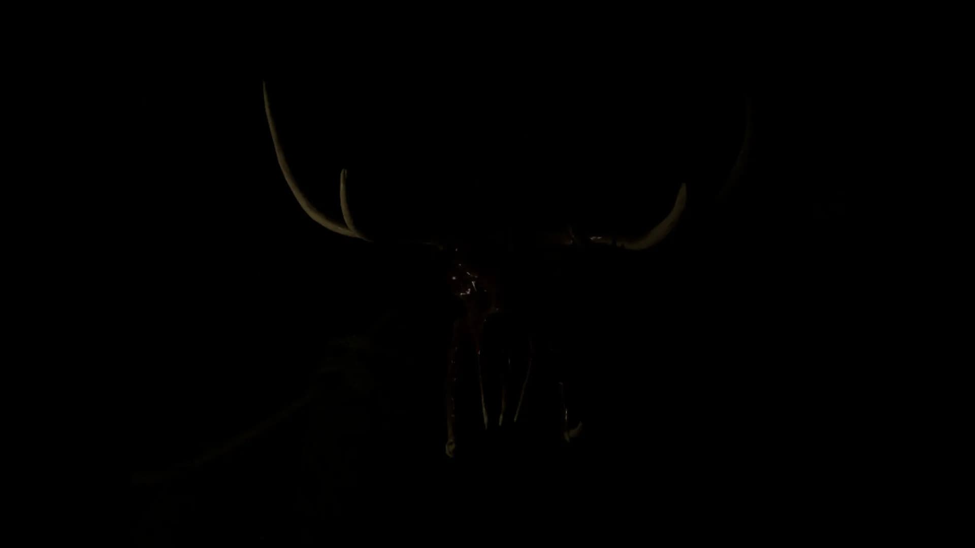 THE SCREAM OF DARKNESS görsel 7