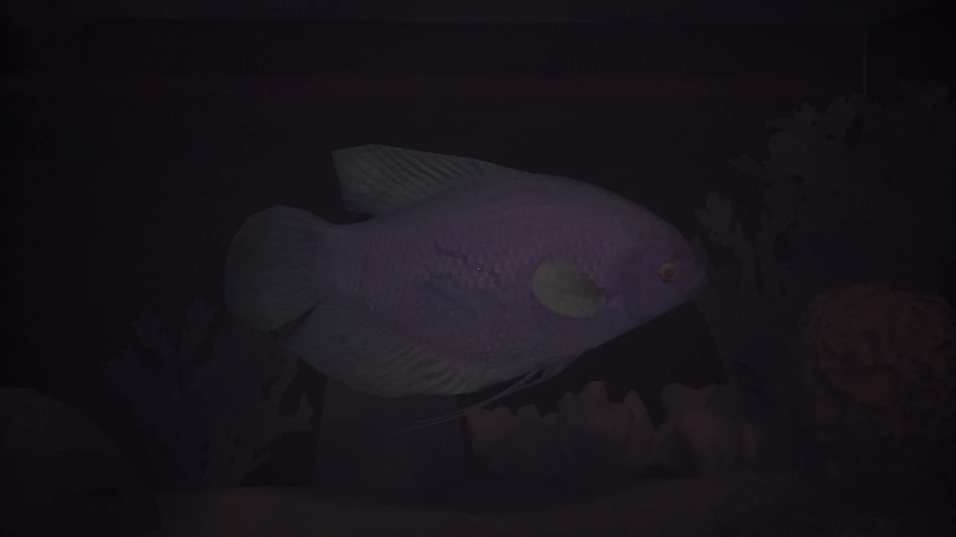Halu - The Fish görsel 7