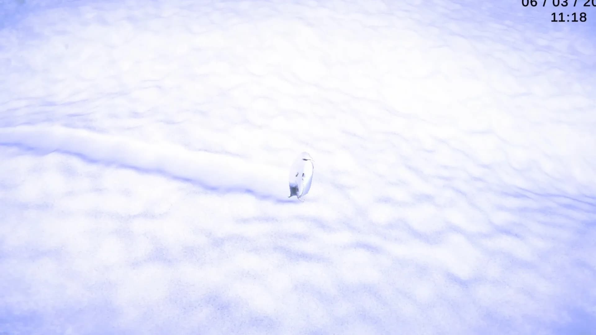 The Ice is Watching görsel 2