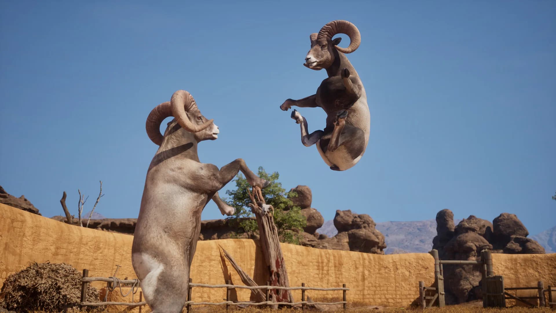 Ram Fights görsel 3