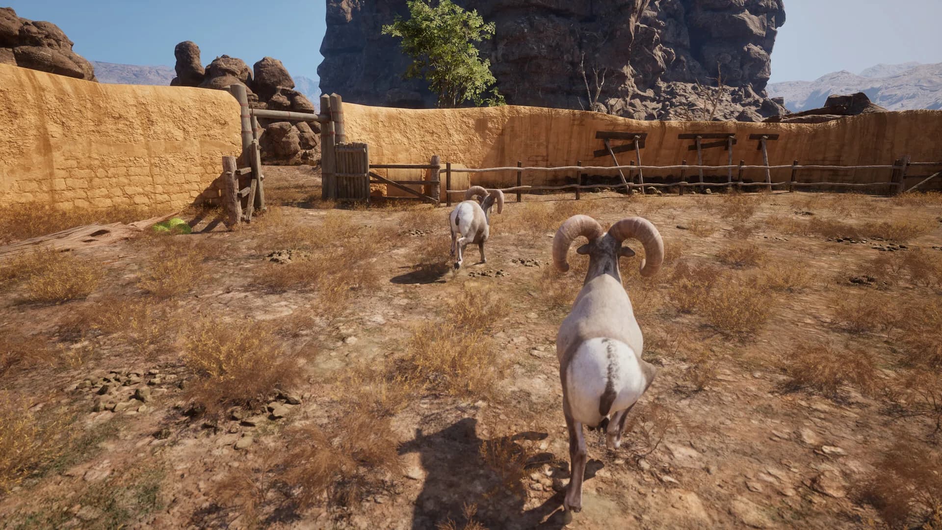 Ram Fights görsel 12
