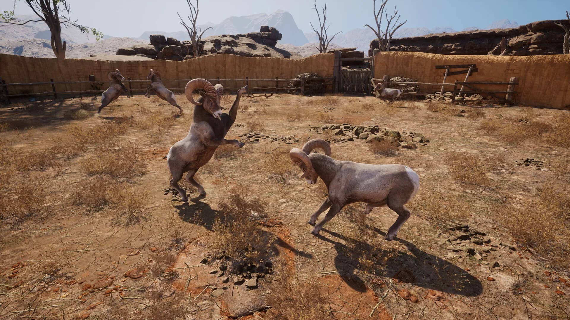 Ram Fights görsel 13