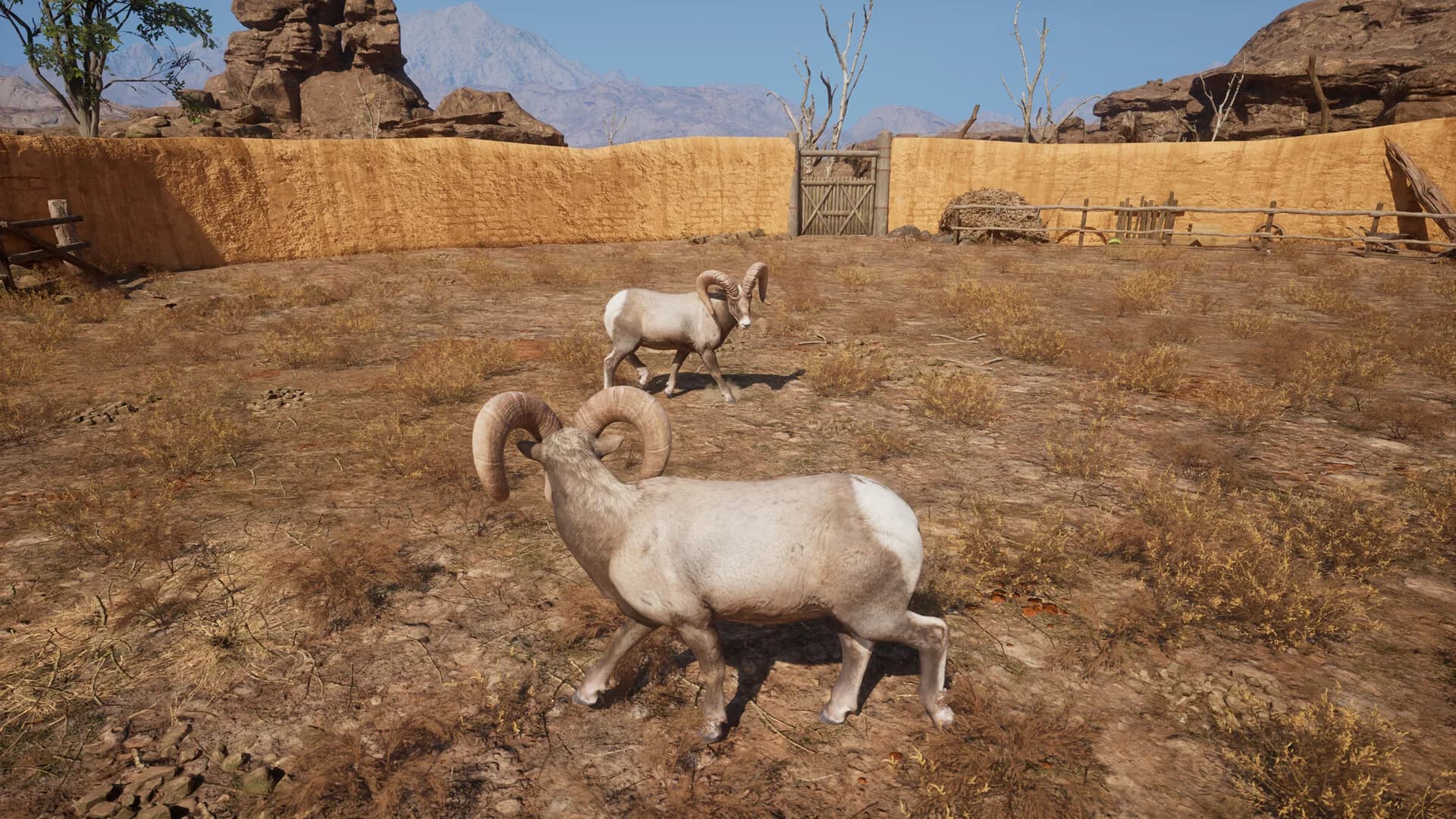 Ram Fights görsel 14
