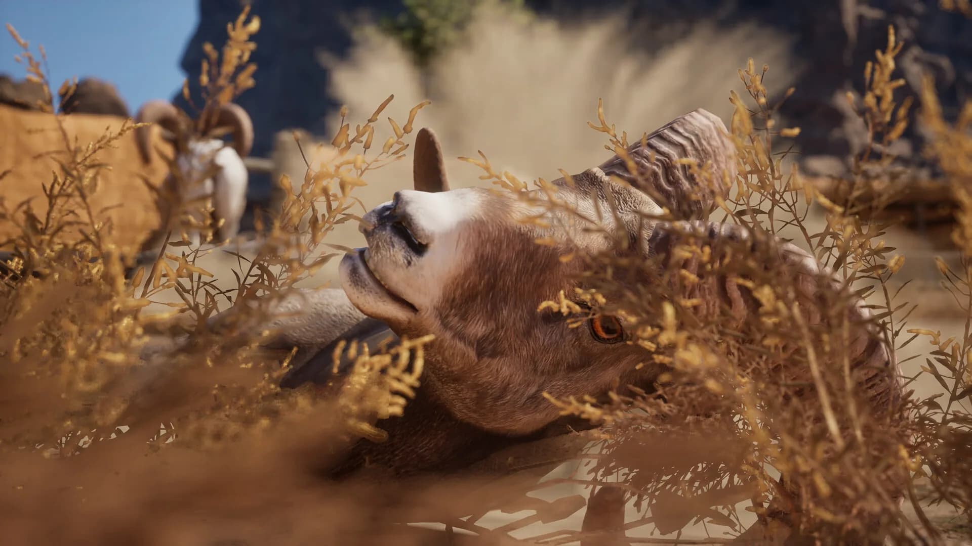 Ram Fights görsel 4