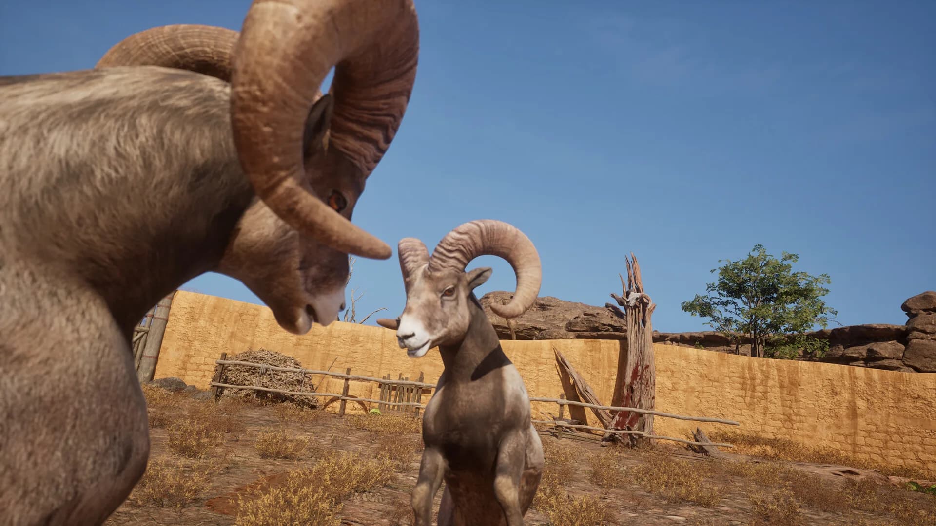 Ram Fights görsel 5