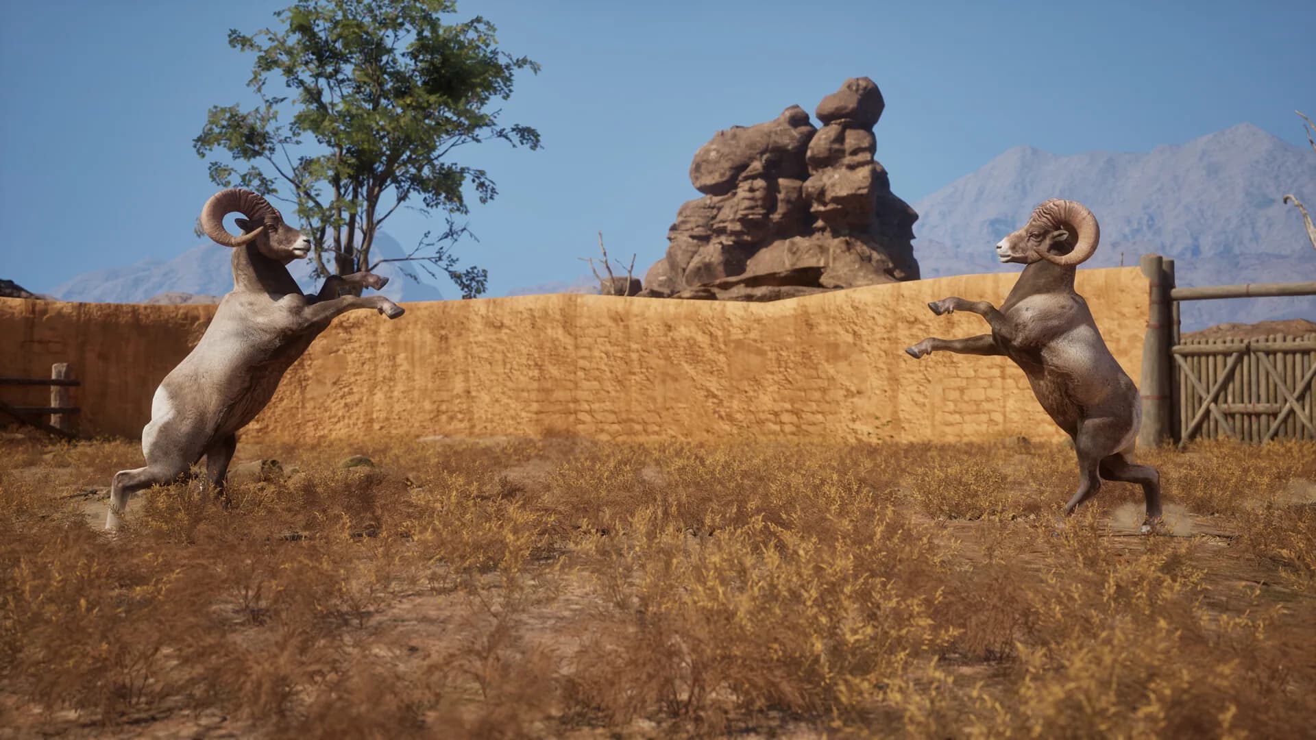 Ram Fights görsel 7