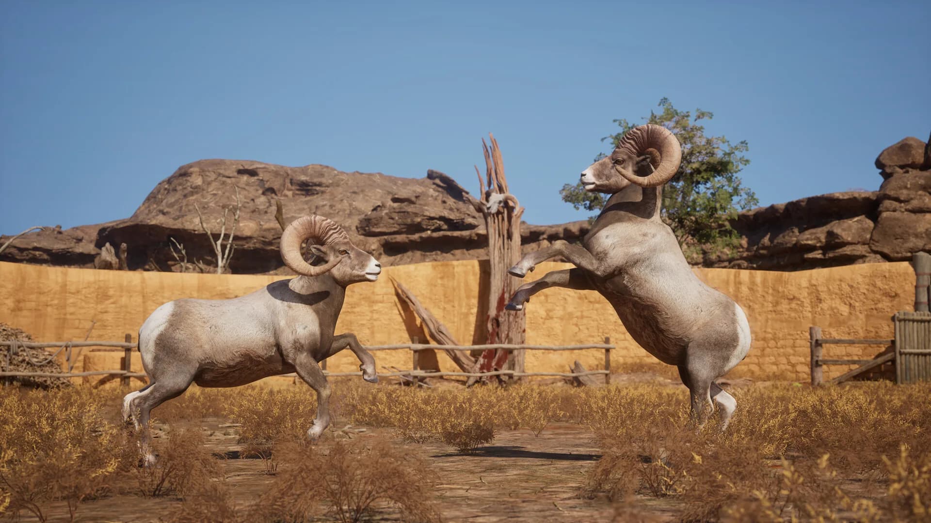 Ram Fights görsel 8