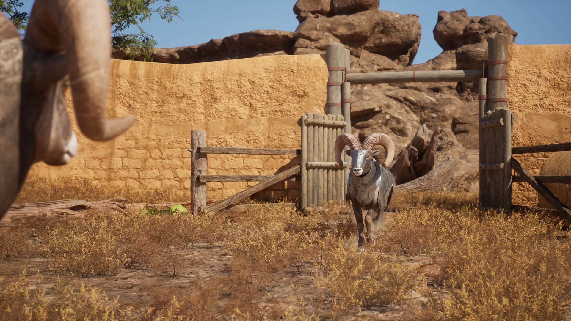 Ram Fights görsel 10