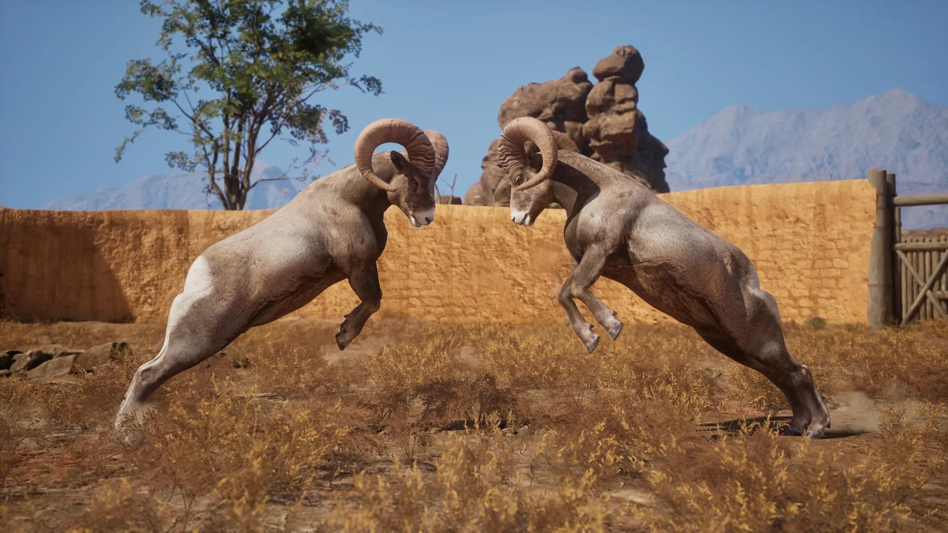 Ram Fights görsel 11