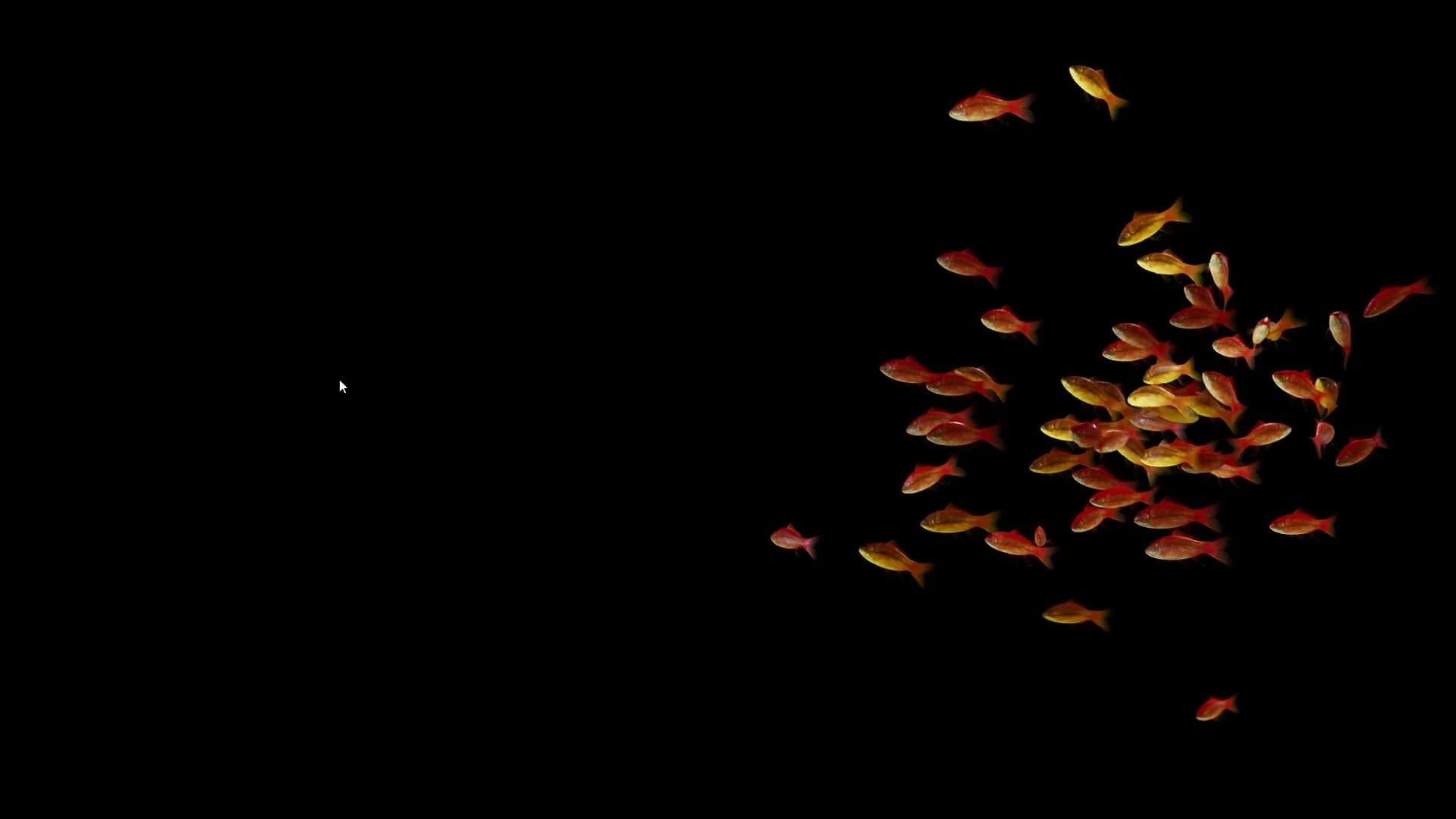 Goldfish Simulator görsel 6