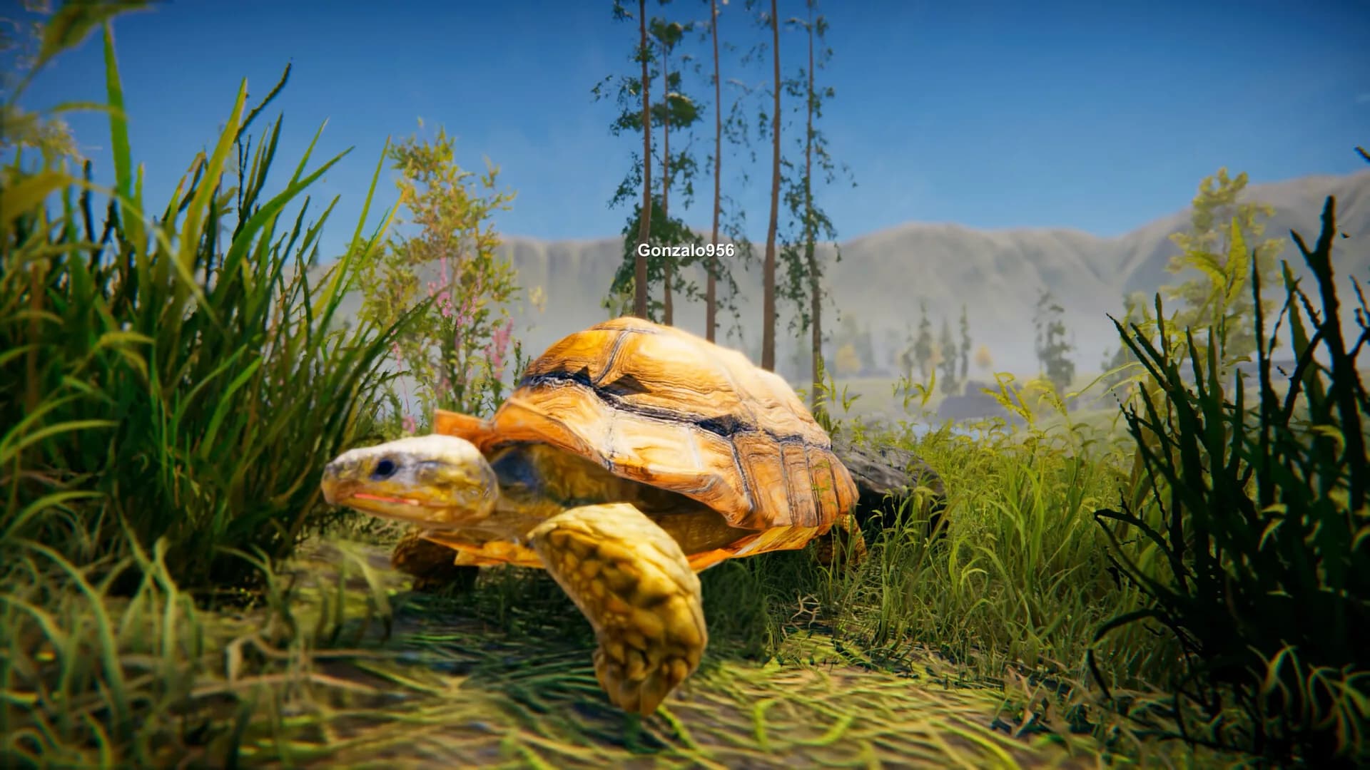 Turtles on Crocodiles görsel 6