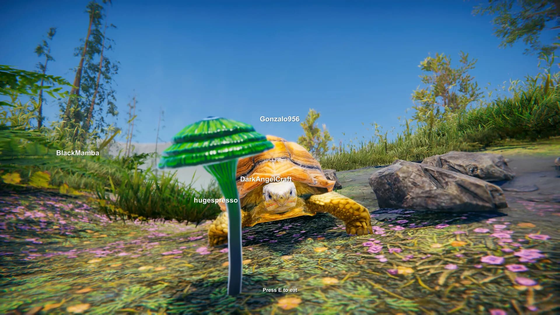 Turtles on Crocodiles görsel 8