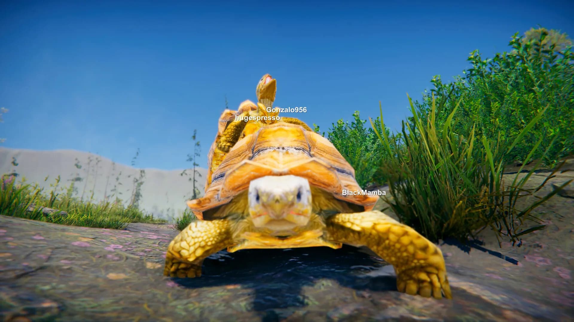 Turtles on Crocodiles görsel 9