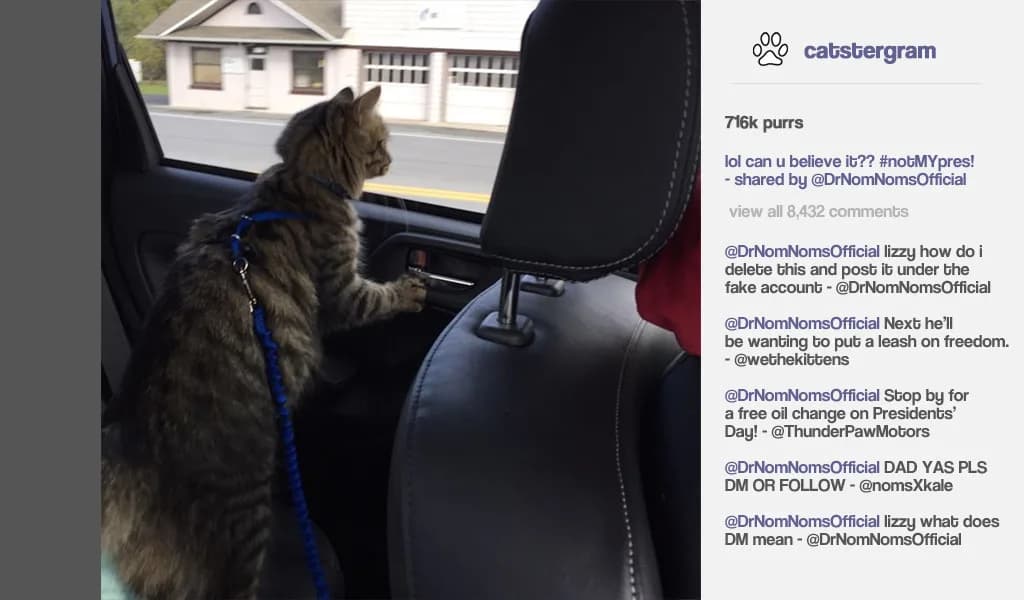 Cat President ~A More Purrfect Union~ görsel 4