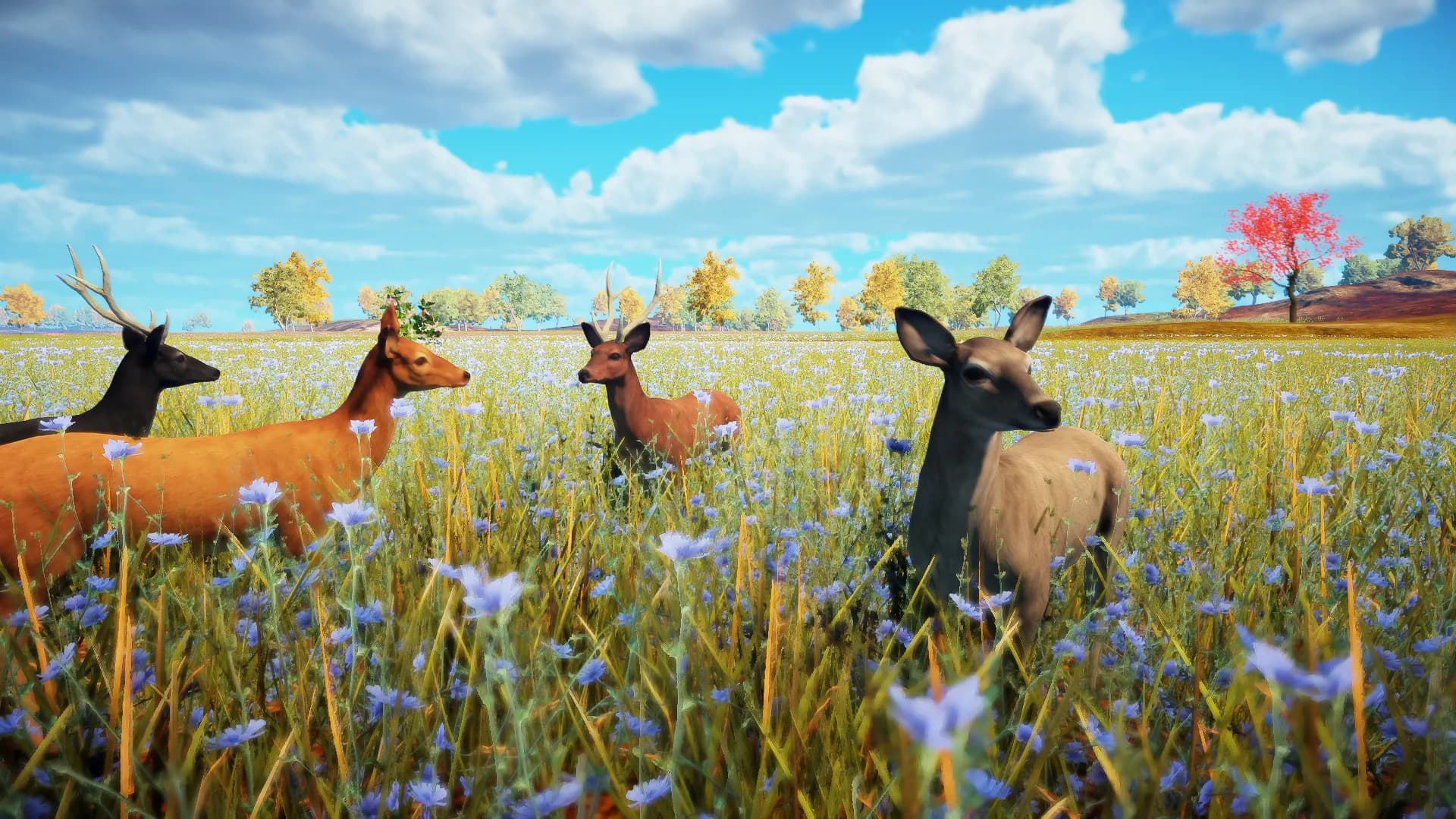 Animallica görsel 12