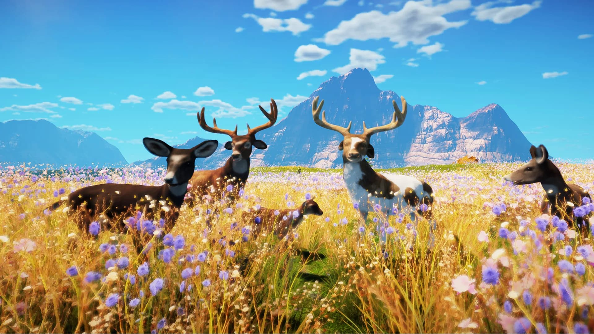 Animallica görsel 4
